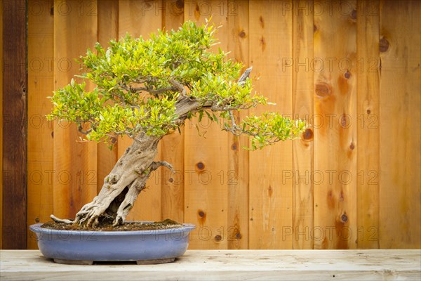 Beautiful pomegranate bonsai tree against wood fence