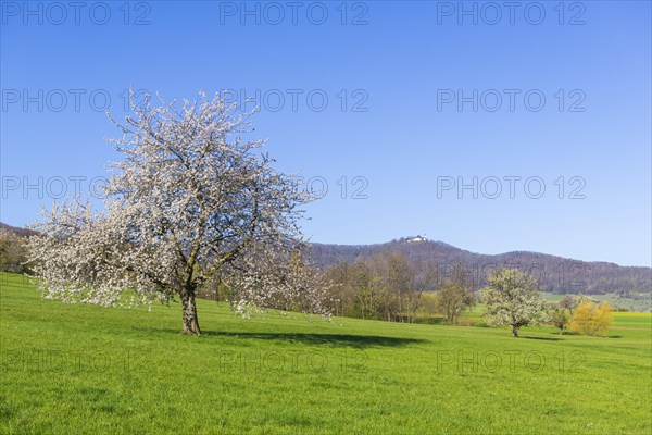 Orchard meadow