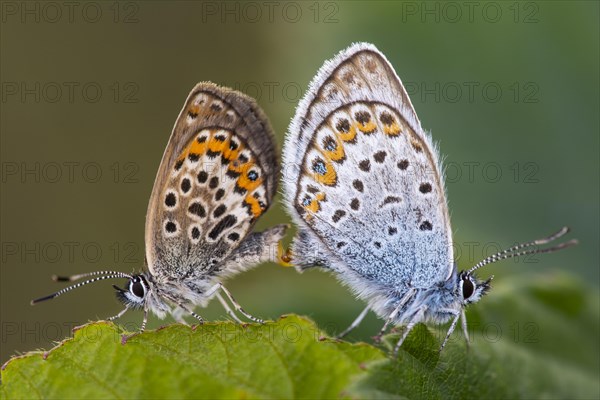 Agriades optilete