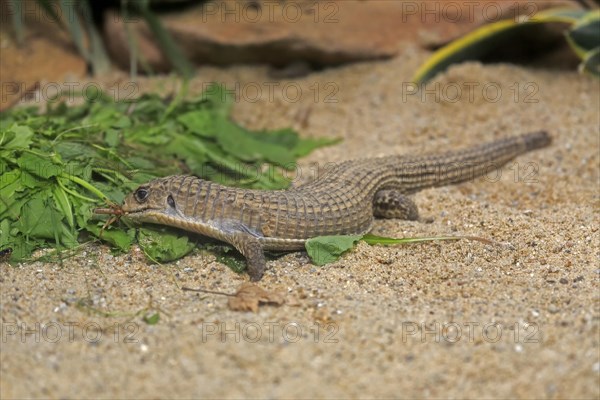 Striped shield lizard
