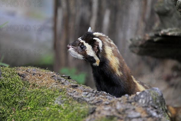 Marbled polecat