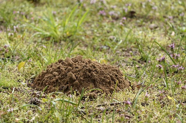 Mole mound in a meadow