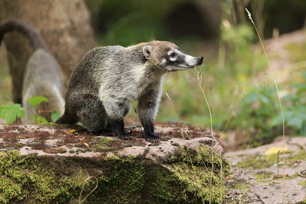 White-trunked coati