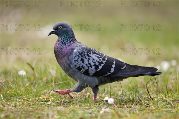 City dove