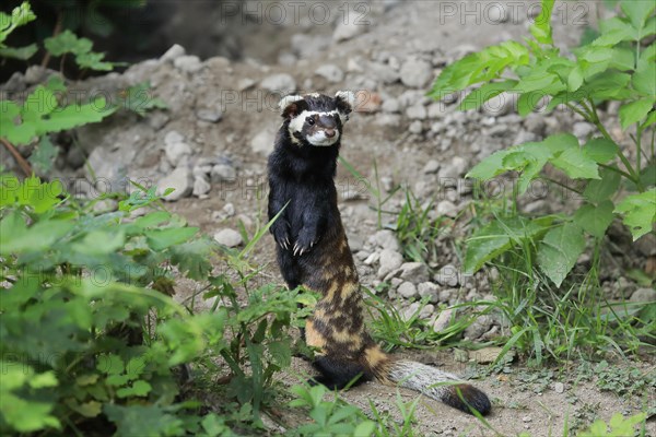 Marbled polecat