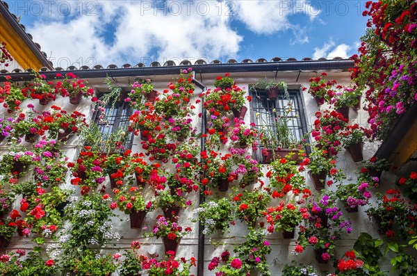 Many red geraniums in flower pots on the house wall