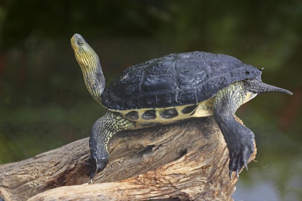 Chinese stripe-necked turtle