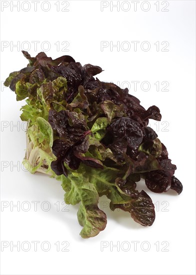 French lettuce called corne de cerf