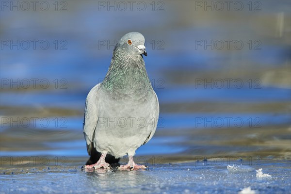 Pigeon