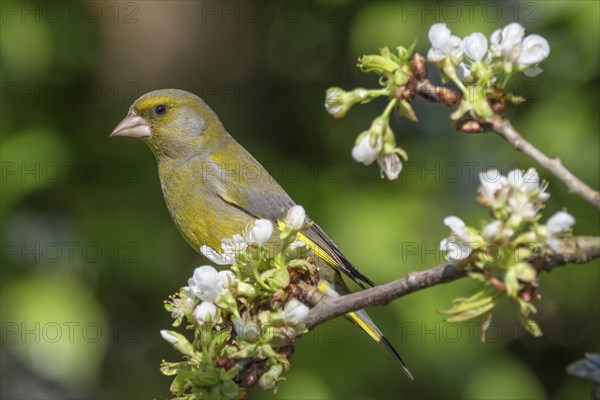 European greenfinch