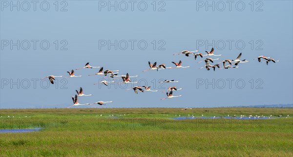 Greater flamingos