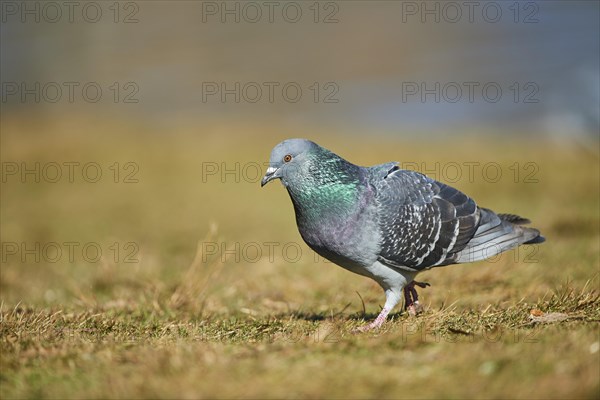 Pigeon