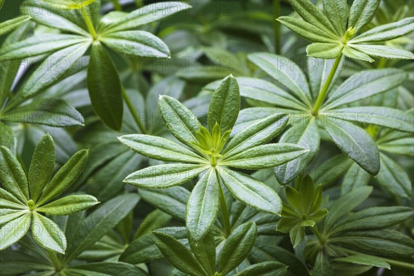 Woodruff