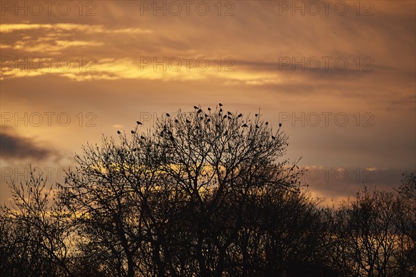 Carrion crows