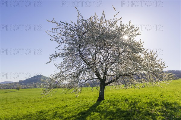 Orchard meadow