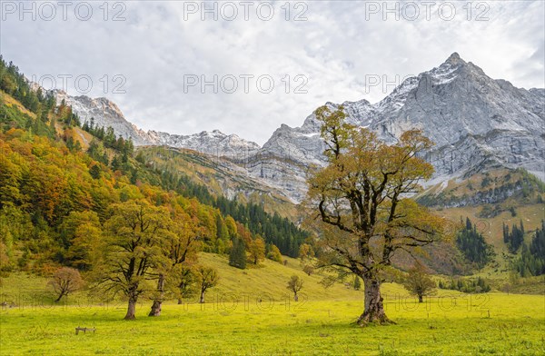 Maple tree with autumn leaves