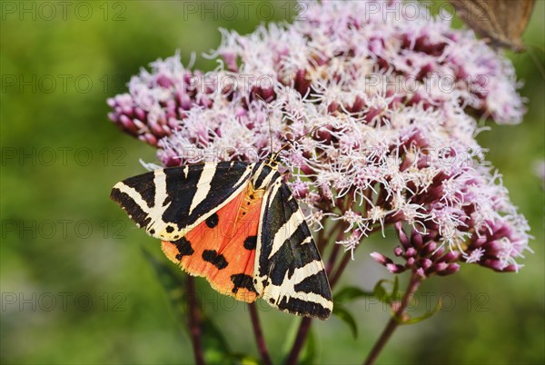 Scarlet tiger moth