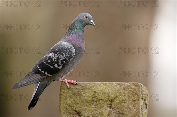 City dove