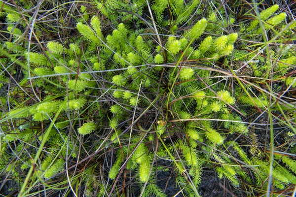 Inundated Club Moss