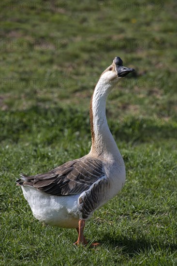 Mute goose