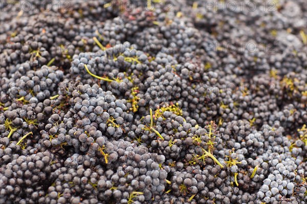 Harvested ripened wine grapes in crates