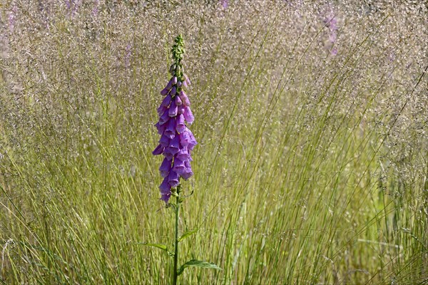 Common foxglove