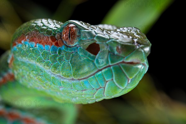 Pope's Pitviper