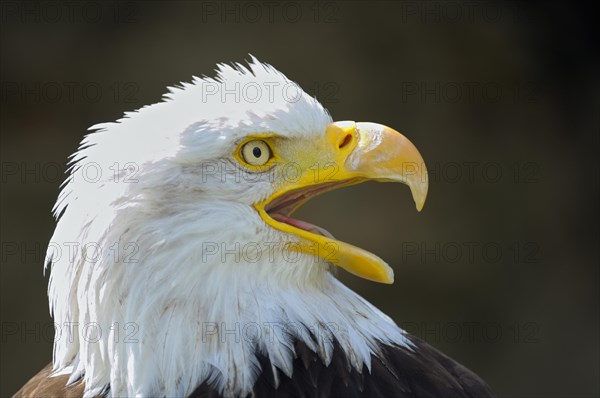 Bald eagle