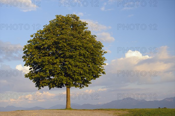 Horse chestnut