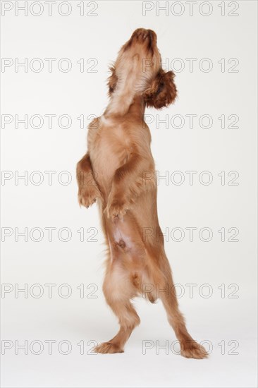 Male dog
