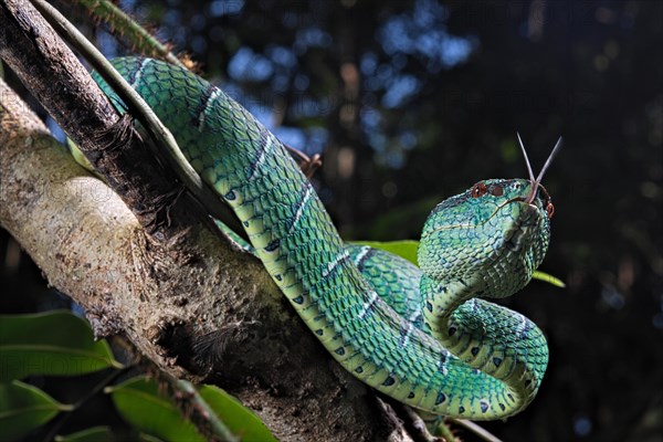 North Philippine Temple Pit Viper