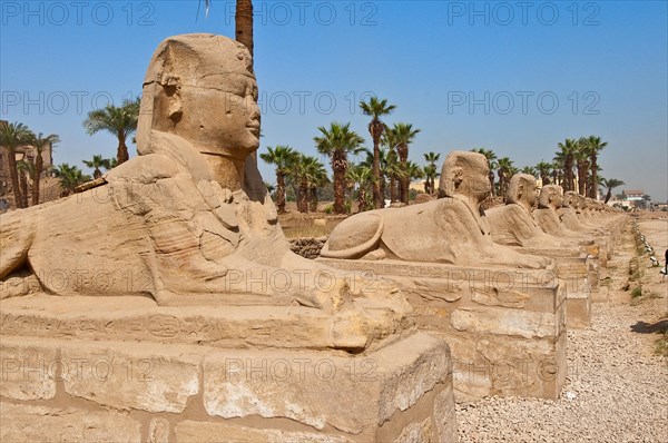 Newly excavated Sphinxes Avenue