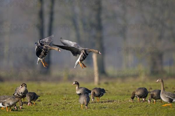 White-fronted goose