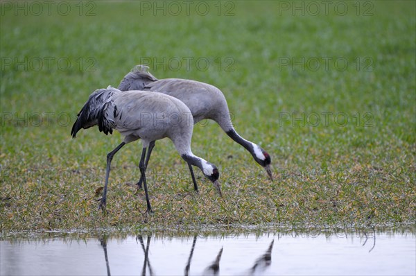 Crane