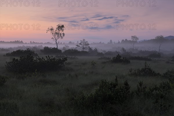 Morning atmosphere in the moor