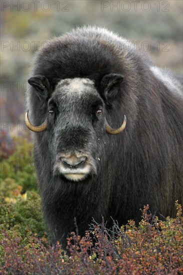 Musk ox
