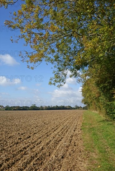 Newly drilled minimally cultivated seedbed for cereal crop with trees changing to autumn colours