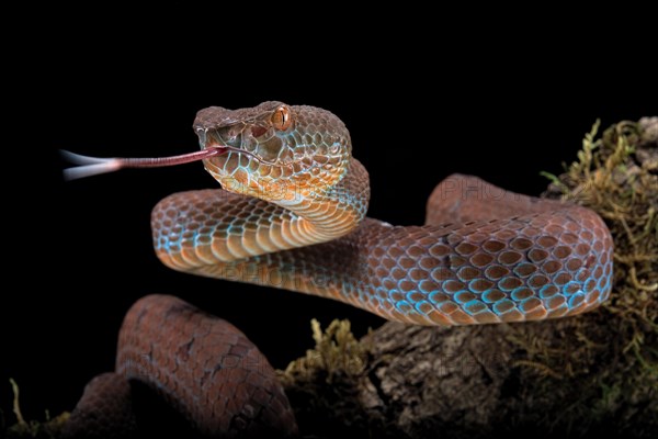 Philippines PitViper