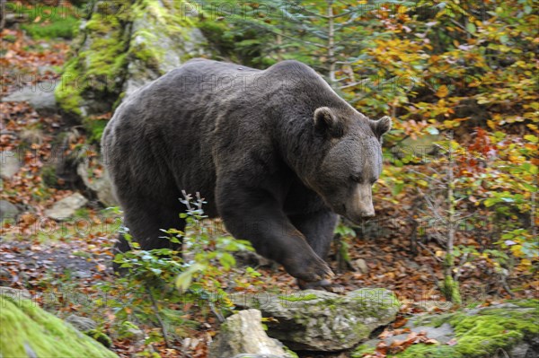 European brown bear