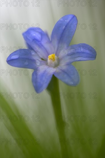 Two-leaved blue star