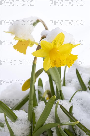 Yellow wild daffodil