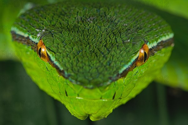 North Philippine Temple Pit Viper
