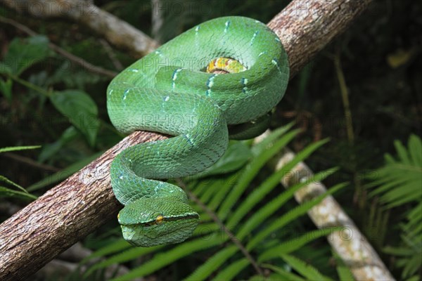 North Philippine Temple Pit Viper