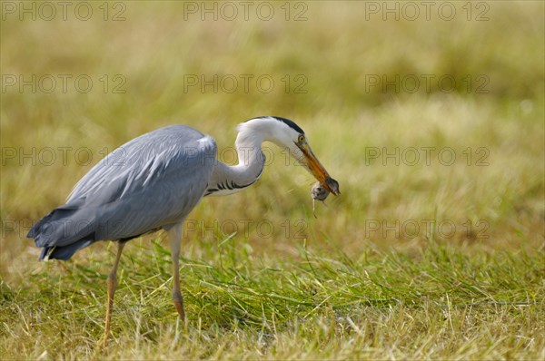Grey heron