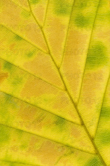 Copper beech