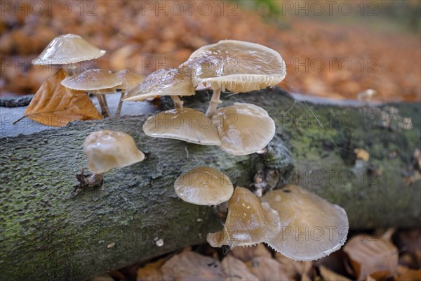 Beech slime