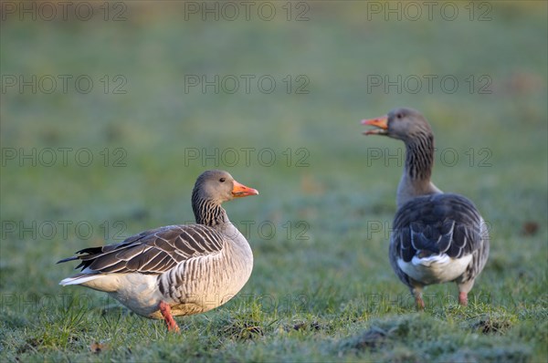 Greylag goose