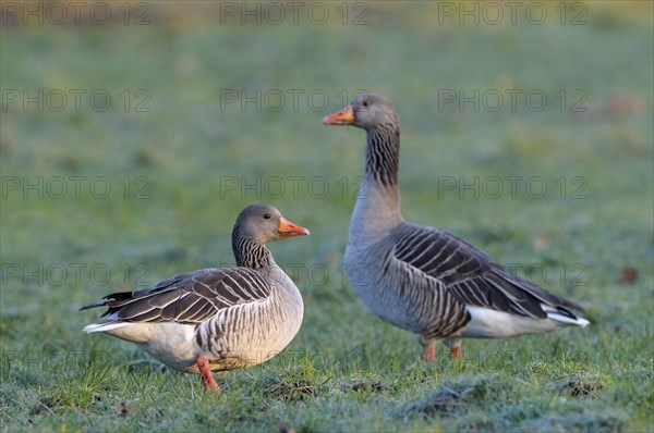 Greylag goose