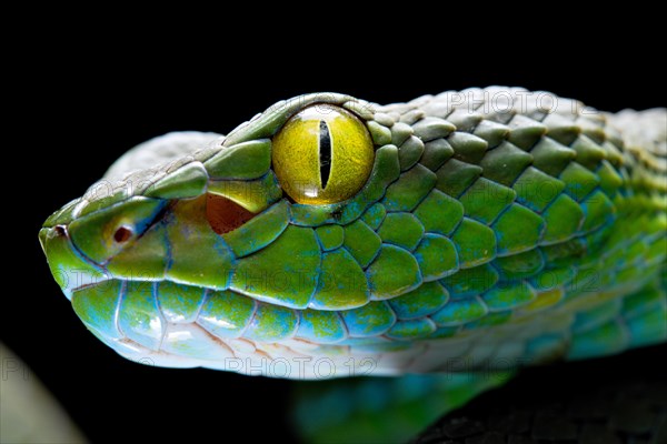 Large eyed Pit viper