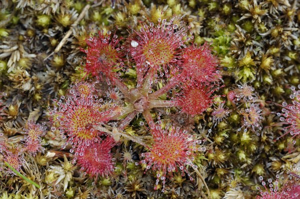 Round-leaved sundew